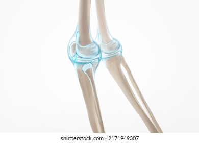 Knee Pain Cartilage, Leg Bone And Muscles, Human Leg Anatomy, 3d Illustration