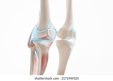 Knee Pain Cartilage, Leg Bone And Muscles, Human Leg Anatomy, 3d Illustration