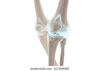 Knee Pain Cartilage, Leg Bone And Muscles, Human Leg Anatomy, 3d Illustration