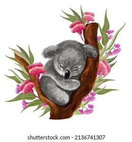 Koala Bear On Eucalyptus Tree Illustration On Isolated White Background