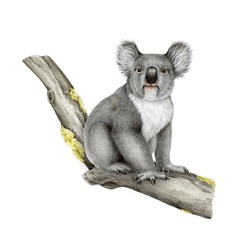 Koala Bear On A Tree Branch. Watercolor Painted Illustration. Hand Draw Wildlife Australian Native Animal. Cute Grey Fluffy Koala Sitting On A Tree. Isolated On White Background
