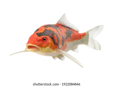 Koi Fish 3D Illustration On White Background