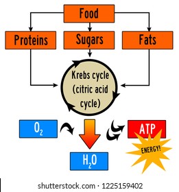 Krebs Cycle Images Stock Photos Vectors Shutterstock