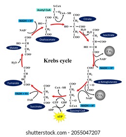 The Krebs Cycle, Also Known As The Citric Acid Cycle Or The Tricarboxylic Acid Cycle, Is One Of The Most Important Reaction Sequences In Biochemistry.