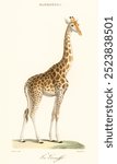 La Giraffe (1837) by Florent Prevos (1794-1870), an illustration of an adorable giraffe, scientific illustration, zoological giraffe poster, vintage animal poster, vintage animal drawing of giraffe