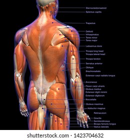 Gluteus Anatomy Chart
