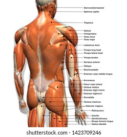 Muscle Chart Hd Stock Images Shutterstock