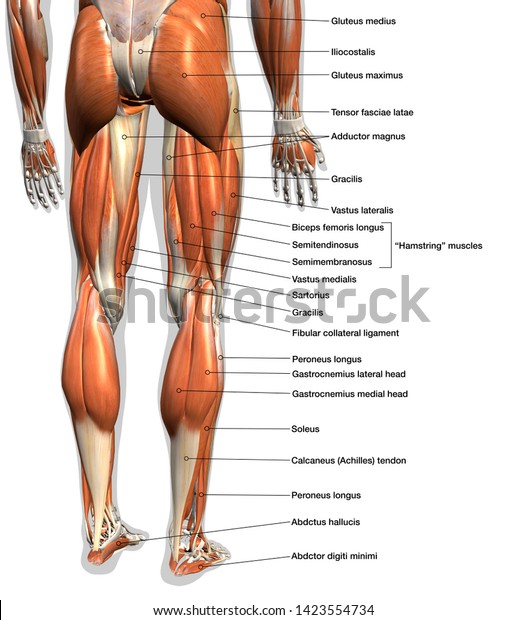 Labeled Anatomy Chart Male Leg Muscles Stock Illustration 1423554734