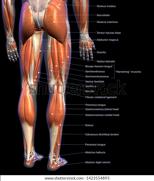 Labeled Anatomy Chart Male Leg Muscles Stock Illustration 1423554893