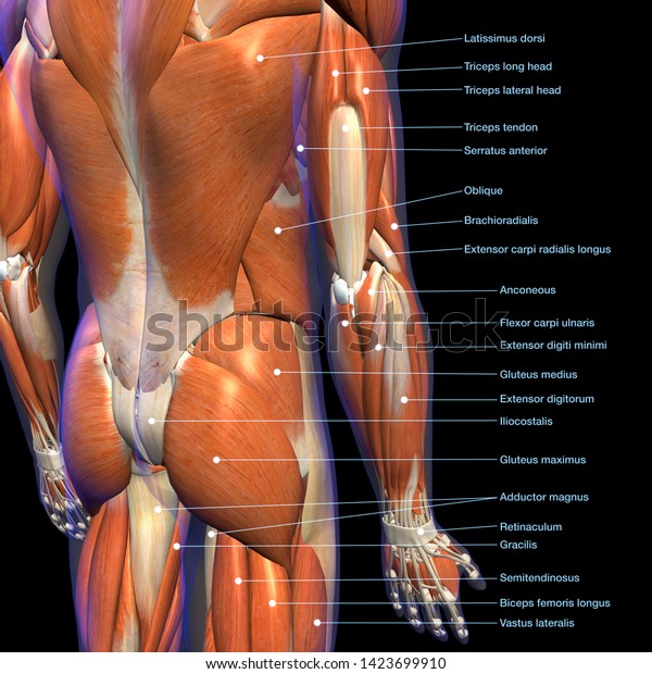 Anatomical Name Of Lower Back Muscles - Lower Limb Muscles - Anatomy
