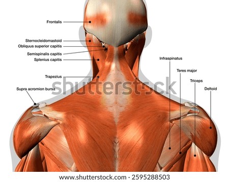 Labeled Anatomy Chart of Neck and Back Muscles on White Background