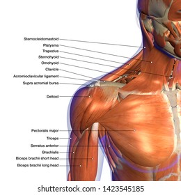 Shoulder Anatomy Labeled Hd Stock Images Shutterstock