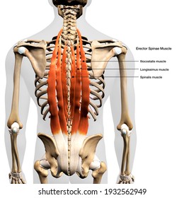 Labeled Erector Spinae Back Muscle Anatomy, 3D Rendering