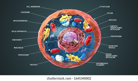 Labeled Eukaryotic cell, nucleus and organelles and plasma membrane - 3d illustration