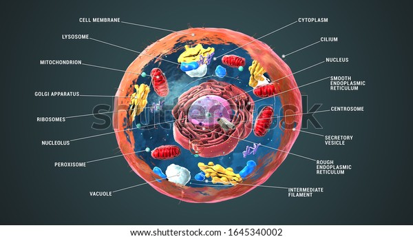 Labeled Eukaryotic cell, nucleus and\
organelles and plasma membrane - 3d\
illustration