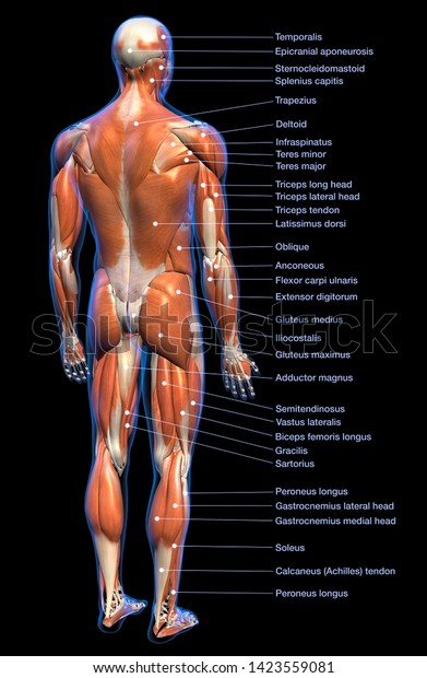 Human Body Muscles Labeled Front And Back / Muscles Of The Chest And