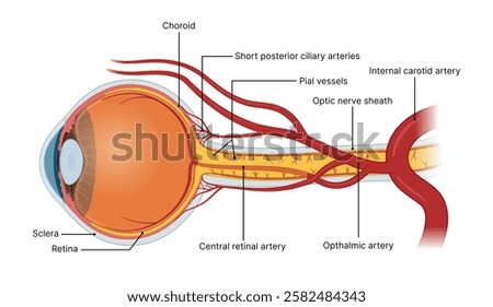 Labeled sagittal section of the eye showcasing orbital vasculature, including key arteries, veins, and adjacent anatomical structures.