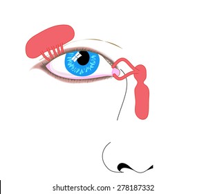 Lacrimal Apparatus, Tear Duct And Nasolacrimal Duct. Created In Adobe Illustrator.  Contains Transparencies.  EPS 10.