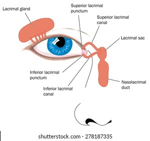 Lacrimal Apparatus, Tear Duct And Nasolacrimal Duct. Created In Adobe Illustrator.  Contains Transparencies.  EPS 10.