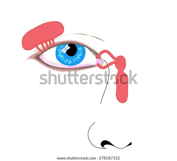 Lacrimal Apparatus Tear Duct Nasolacrimal Duct Stock Illustration 278187332