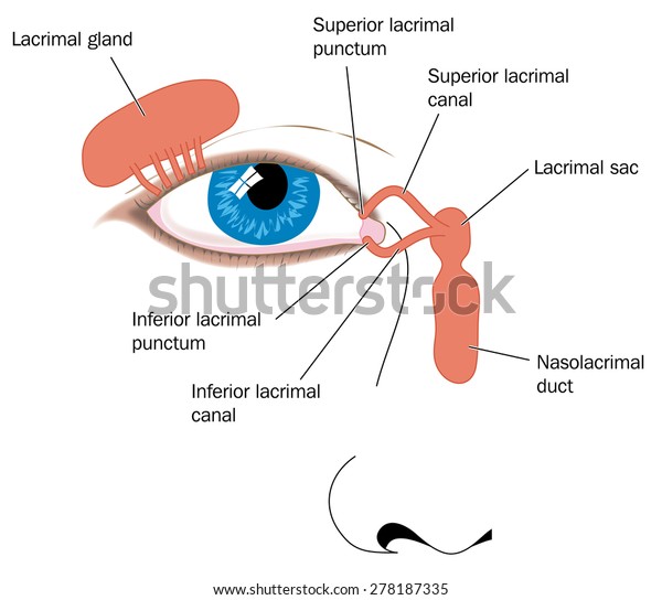 Lacrimal Apparatus Tear Duct Nasolacrimal Duct Stock Illustration 278187335