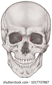 Lacrimal Bone Cranium Bones Head Skull Stock Illustration 1017737887 ...