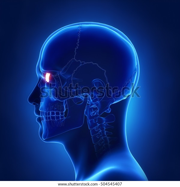 Lacrimal Bone Os Lacrimale Lateral View Stock Illustration 504545407 1060