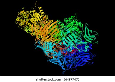 Lactase, An Enzyme Produced By Many Organisms, Used For Lactose Intolerance Treatment. 3d Structure.