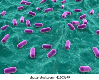 Lactobacillus