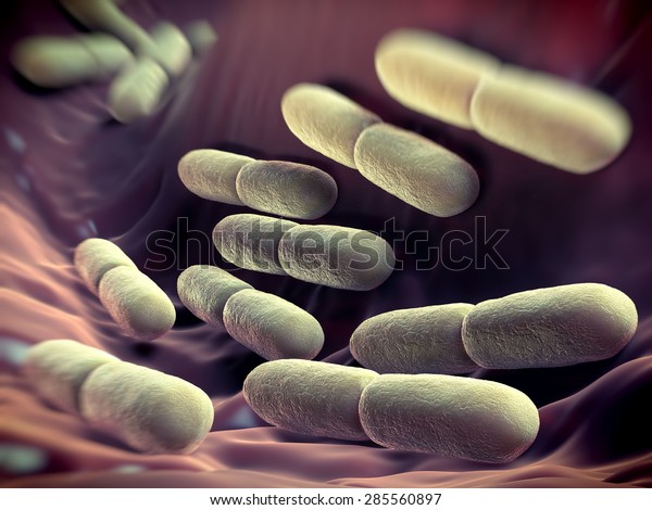 \
Lactobacillus bacteria. This lactic acid-producing bacteria is used\
in the production of yoghurt and other fermented products.they\
serve a protective role against more dangerous\
bacteria.