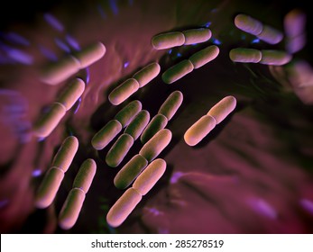 Lactobacillus  Bulgaricus Bacteria. This Bacteria Is Used In Production Of Yoghurt .The Bacteria Are Also Found In Vagina Of Humans  , They Serve A Protective Role Against More Dangerous Bacteria.