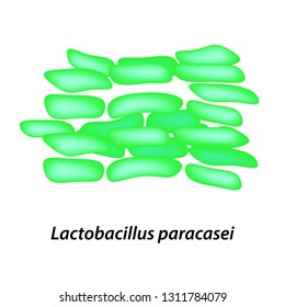 Lactobacillus. Probiotic. Lactobacillus Paracasei. Infographics. Illustration On Isolated Background.