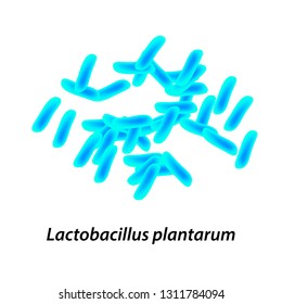 Lactobacillus. Probiotic. Lactobacillus Plantarum. Infographics. Illustration On Isolated Background.