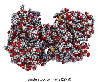 Lactoferrin protein. Lactoferrin is an iron-binding protein that is part of the innate immune system. It is involved in the transport of iron ions but also has antimicrobial properties. 3D rendering.