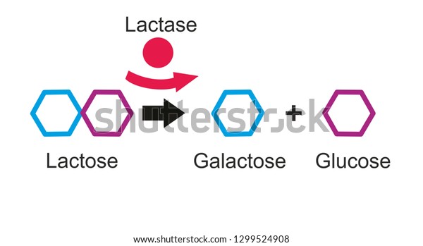 Lactose is made up of galactose and\
glucose. Lactose intolerance occurs when intestine is in the lack\
of lactase enzyme and is unable to digest the\
sugars.