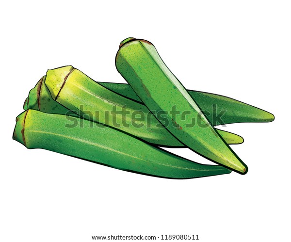 Lady Fingers Illustration Lady Fingers Graphics Stock Illustration