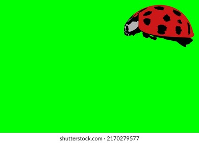 Ladybird. Red insect. Small insect.