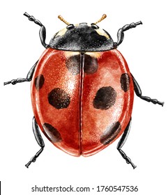 Ladybug Watercolor Illustration, Isolated On White