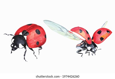 Ladybug and watercolor Illustration
