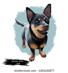 Lancashire Heeler Ormskirk Terrier Puppy Breed Stock Illustration ...