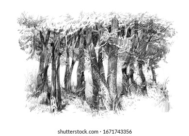 Landscape. black-and-white computer graphics, drawing a feather, a picturesque sketch, a background for wall-paper both for printing and on fabric.