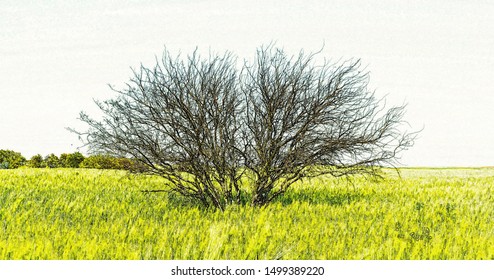 Landscape with a leafless tree in the middle of a green field


