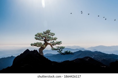 A landscape painting of pine bonsai tree, distant blue mountains, clouds and sunset. The Chinese painting style of ink and landscape.
