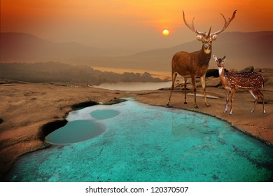  landscape with sundown and deer. - Powered by Shutterstock