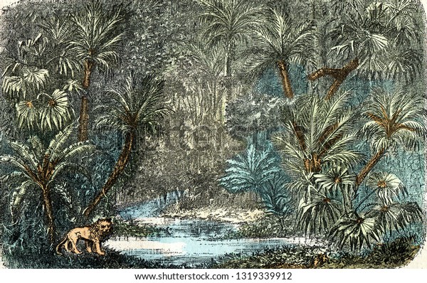 Landscape of tropical\
regions, vintage engraved illustration. From Natural Creation and\
Living\
Beings.\
