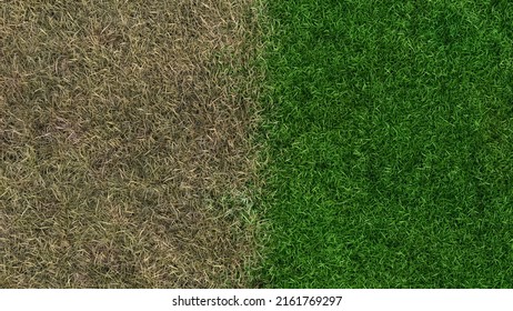 Landscaping Lawn Fertilizer Before After Gardening Maintenance Fertilizing Grass Sward 3D Illustration