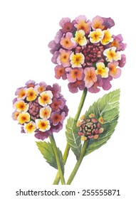 Lantana Flower