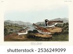 Lapland Long-spur from Birds of America (1827) by John James Audubon, etched by William Home Lizars. Vintage Lapland Long-spur art illustration. Birds of America