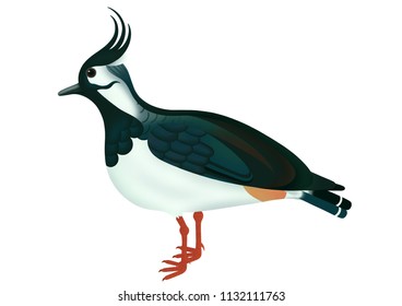 Lapwing Bird Illustration