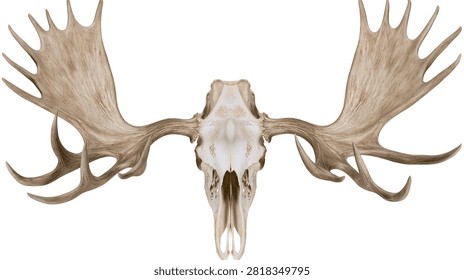 Large bleached moose skull with massive wide antlers